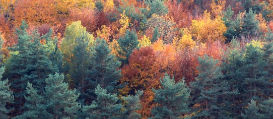 Les ventes de parcelles de forêts françaises se portent bien