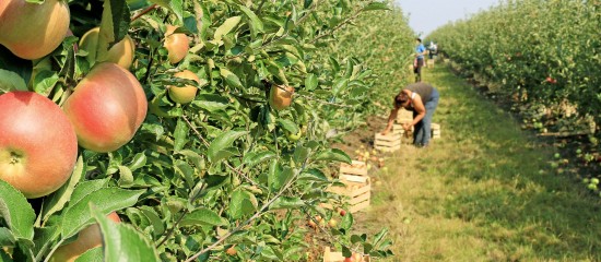 Employeurs agricoles : exonération liée au travail occasionnel ou réduction « Fillon » ?
