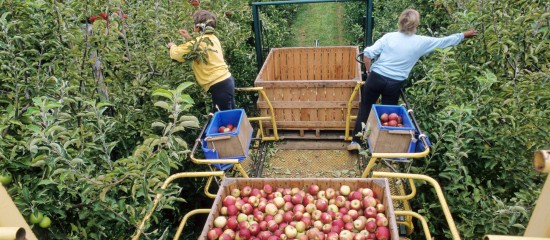 Le contrat de travail saisonnier agricole requiert une durée minimale !