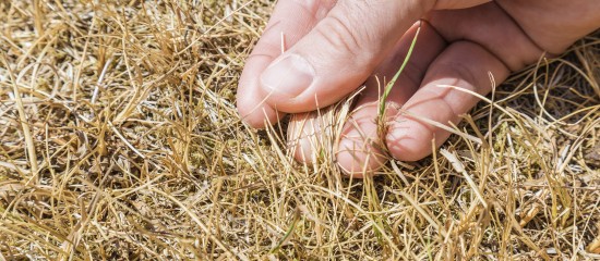 Conditions de l’indemnisation des pertes de fourrage dues à la sécheresse 2018