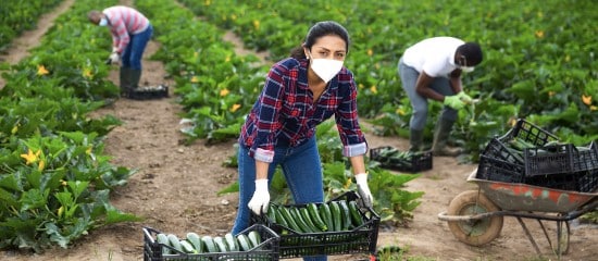 Une « aide prévention Covid » pour le secteur agricole