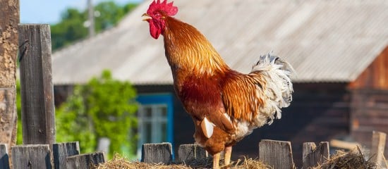 Les bruits et les odeurs de la campagne sont protégés !