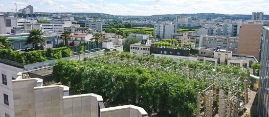 Agripolis : transformer les surfaces inutilisées en espaces d’agriculture urbaine