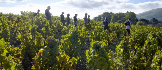 Travailleurs agricoles occasionnels : option pour la réduction générale des cotisations